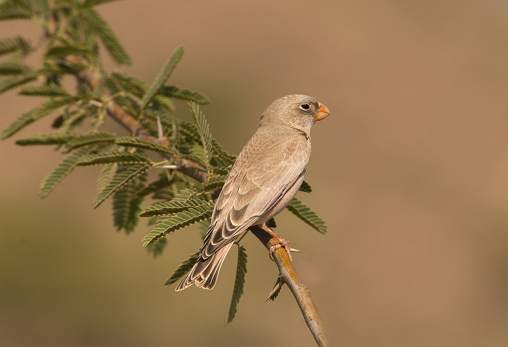 Trumpeter Finch